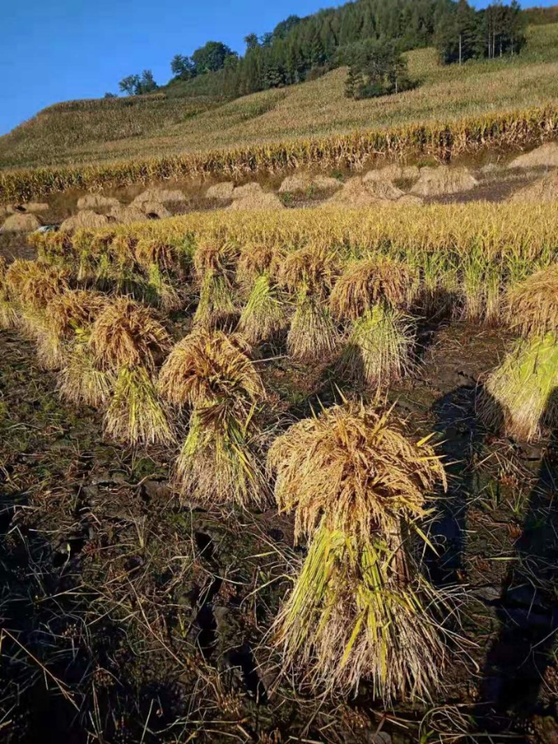 纯吉林柳河稻花香大米，不抛光无添加，保证米质的原有营养