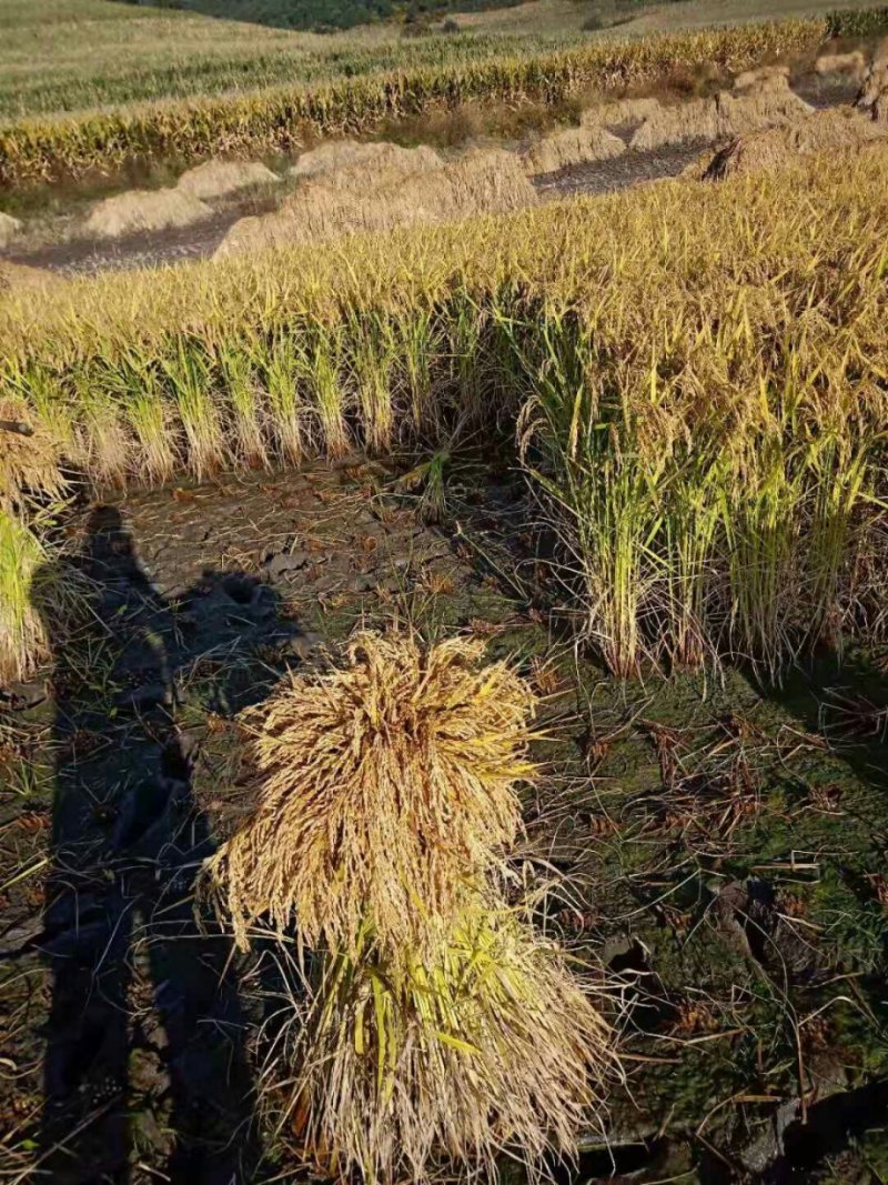 纯吉林柳河稻花香大米，不抛光无添加，保证米质的原有营养