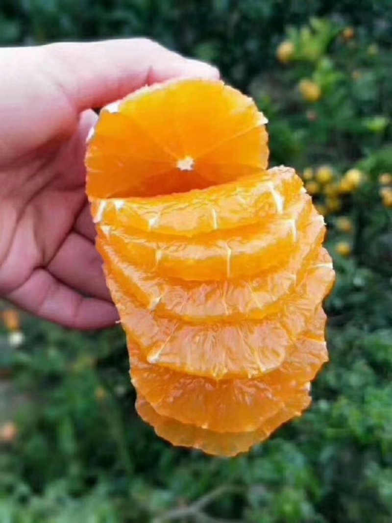 果皮光滑圆红产地直销，果园看货现摘现发。