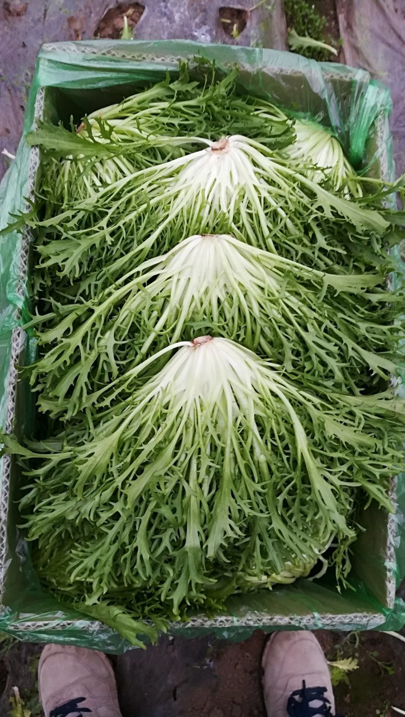 精品苦菊