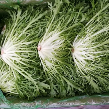 精品苦菊