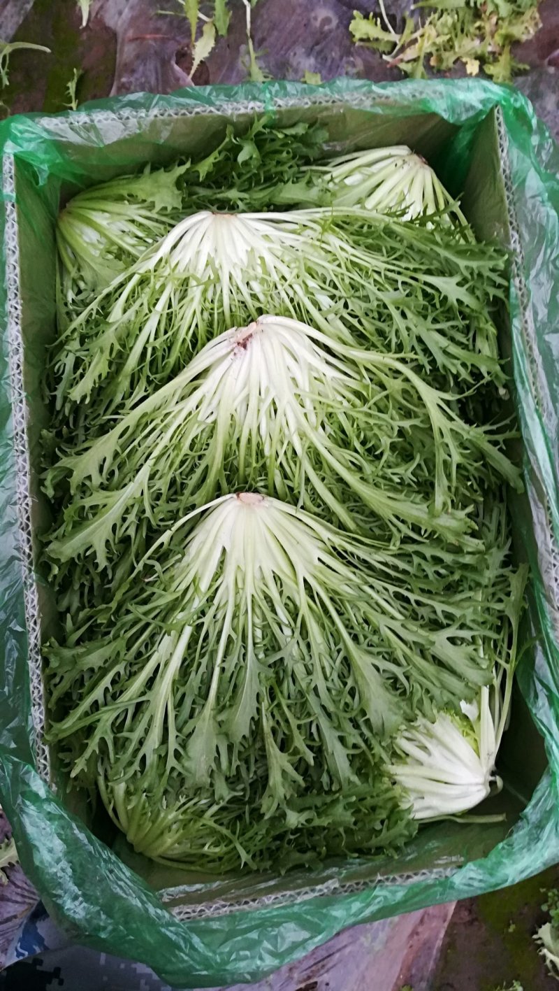 精品苦菊