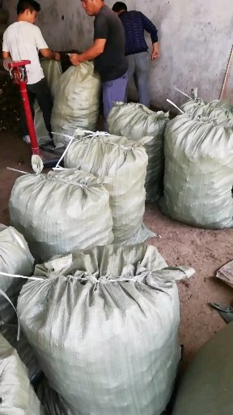 玄参芽玄参苗玄参种苗香蕉玄参红薯玄参投资小收益快