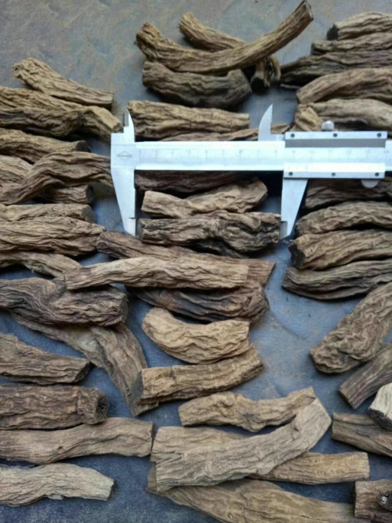 玄参芽玄参苗玄参种苗香蕉玄参红薯玄参投资小收益快