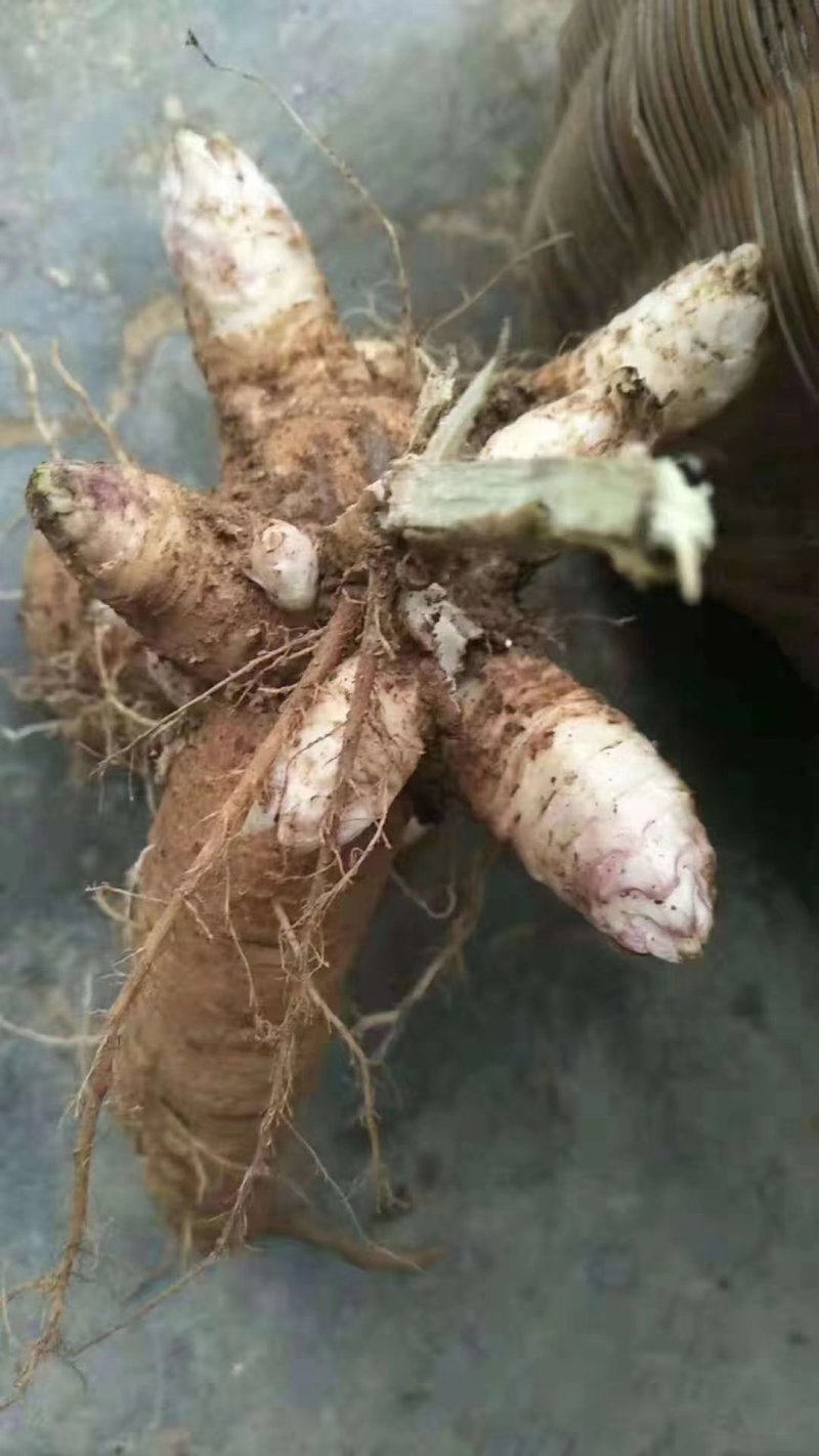 玄参芽玄参苗玄参种苗香蕉玄参红薯玄参投资小收益快