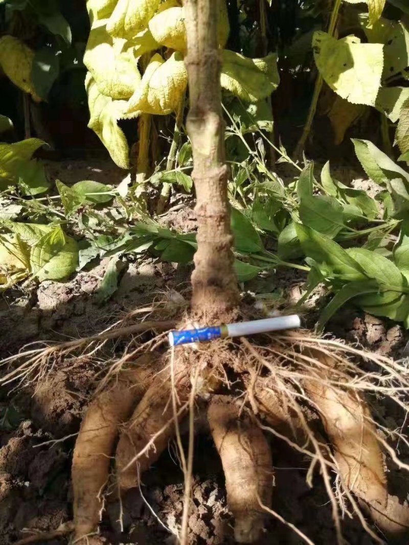玄参芽玄参苗玄参种苗香蕉玄参红薯玄参投资小收益快