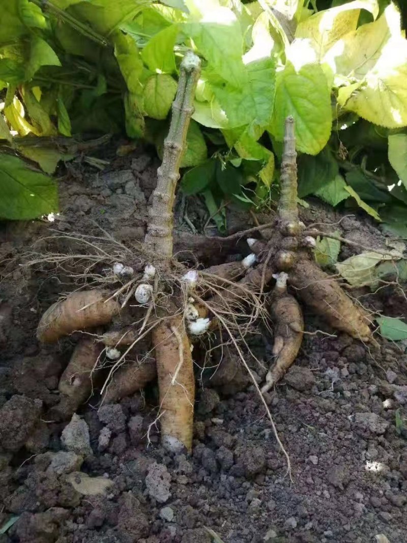 玄参芽玄参种苗玄参苗玄参芽子成活率高根系发达