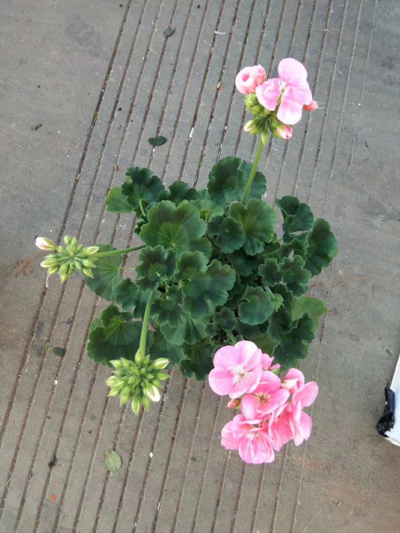 大花天竺葵