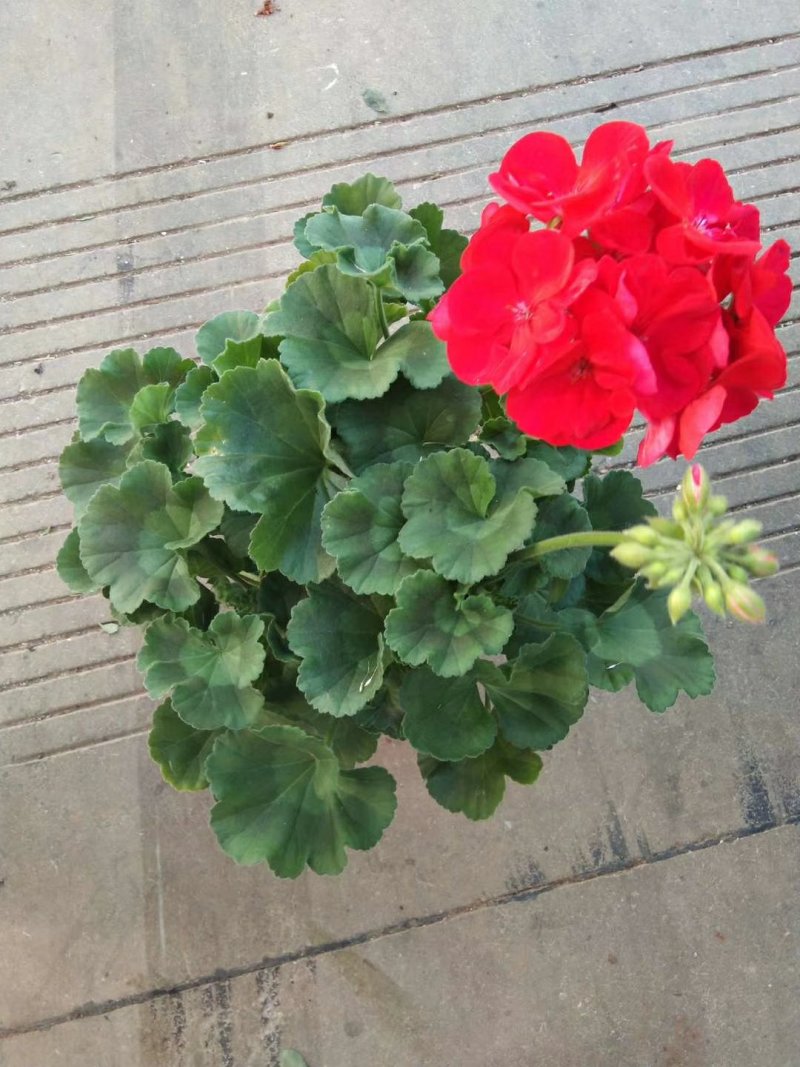 大花天竺葵