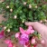 灯笼花
