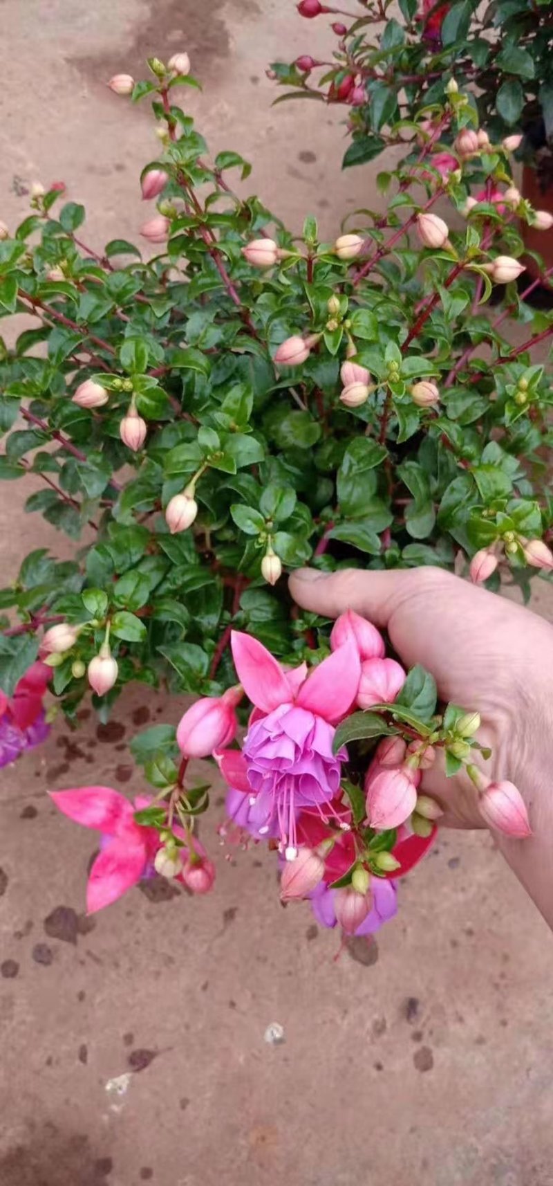 灯笼花
