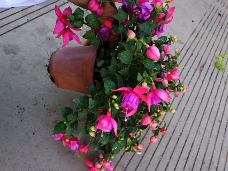 灯笼花