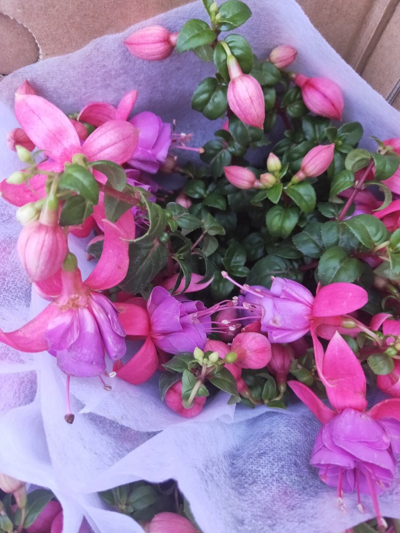 灯笼花