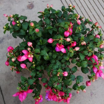灯笼花