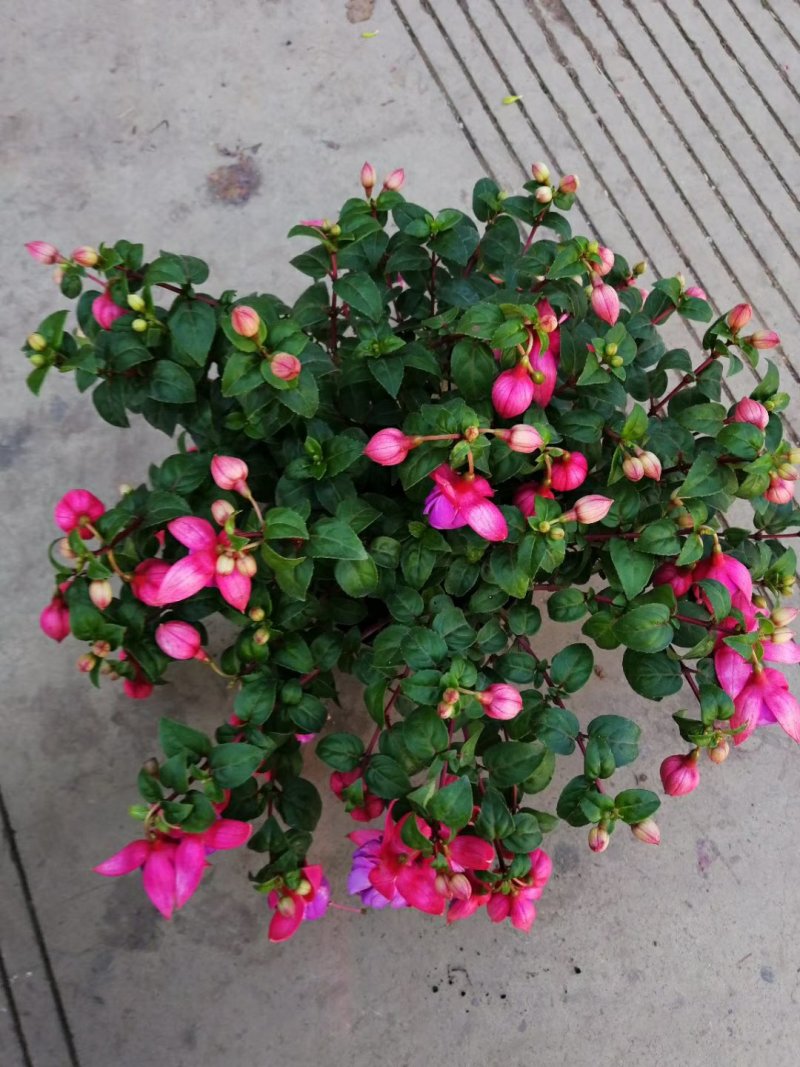 灯笼花