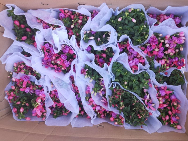灯笼花