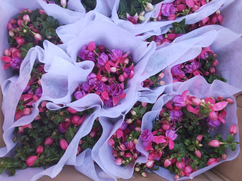 灯笼花