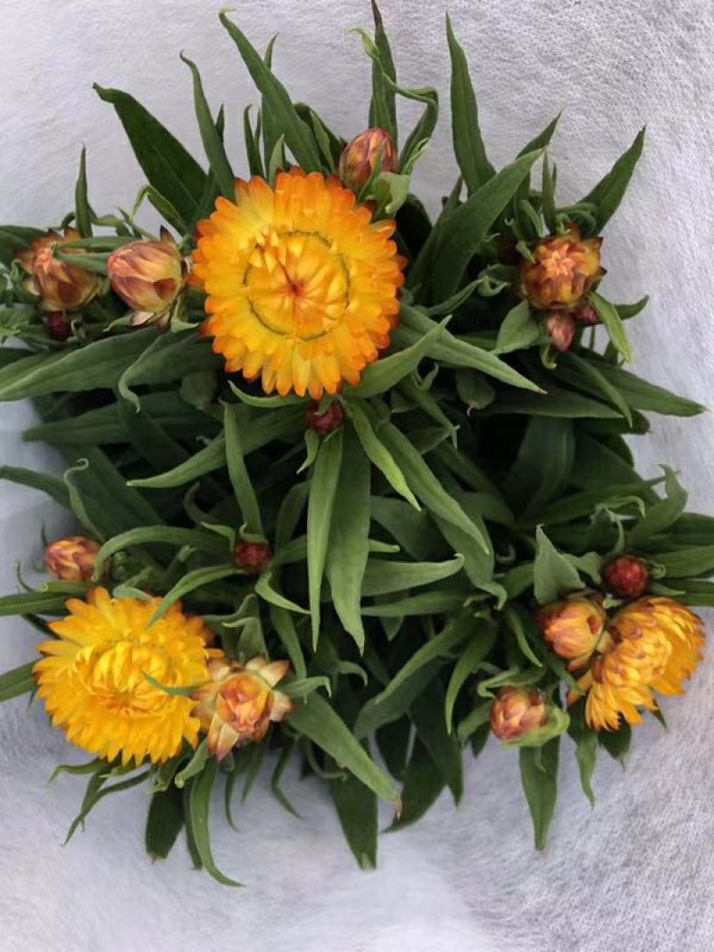 蜡菊