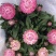 蜡菊