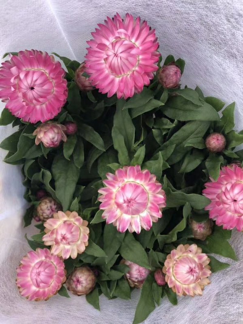 蜡菊