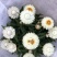 蜡菊