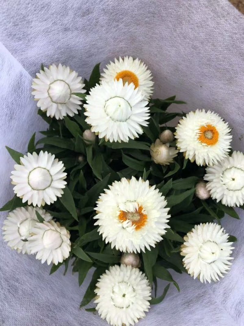 蜡菊
