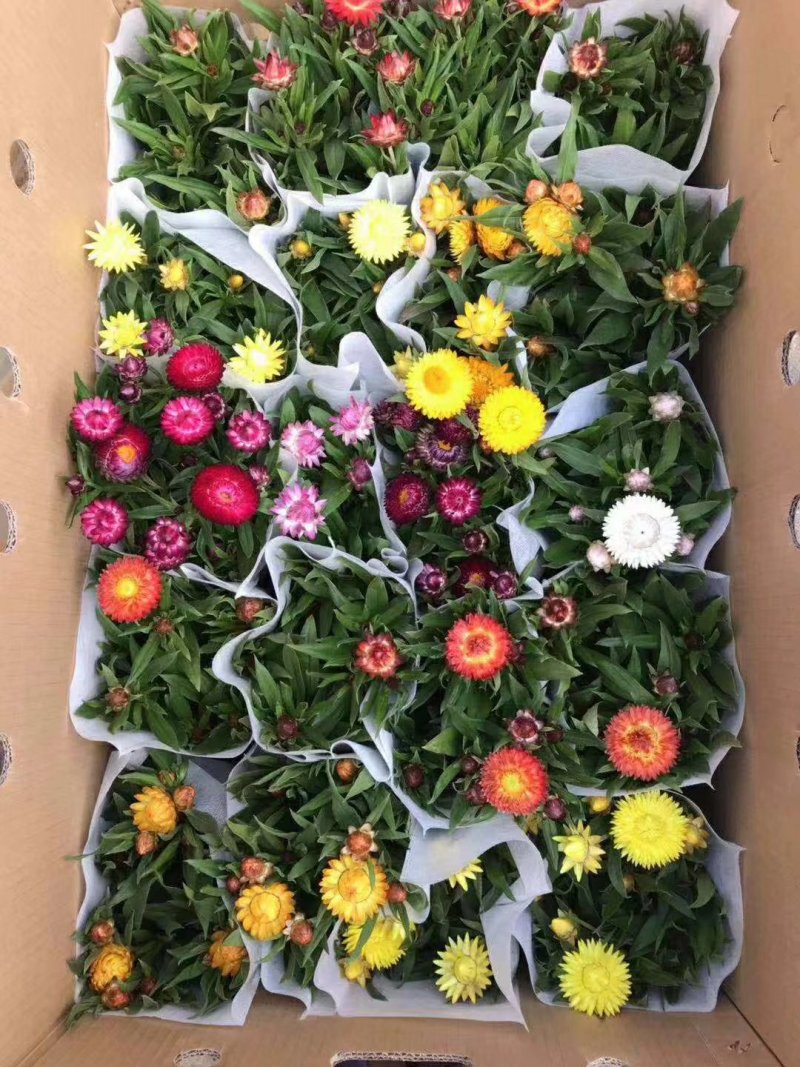 蜡菊