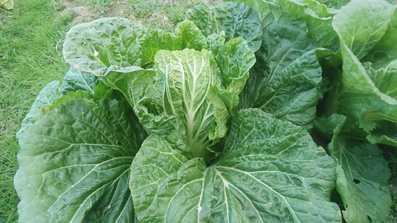 大白菜