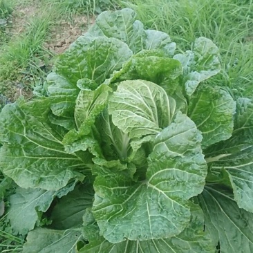 大白菜