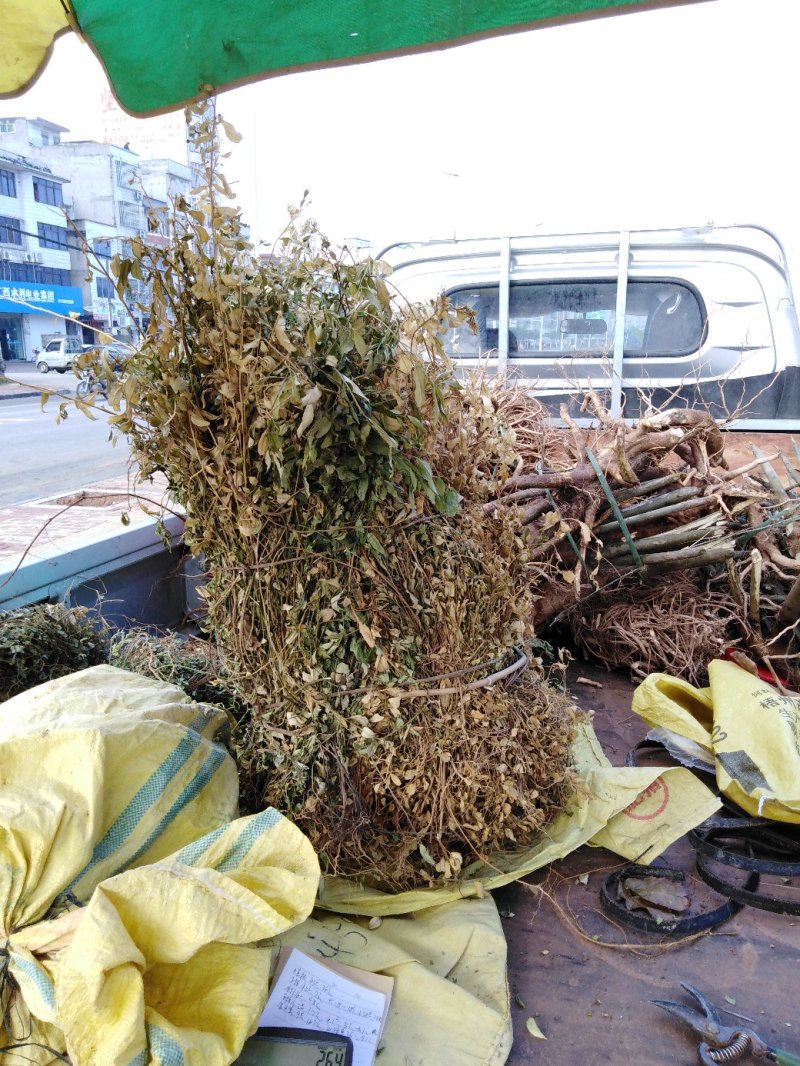 金牛草。金不焕。紫背金牛。塘角鱼草。