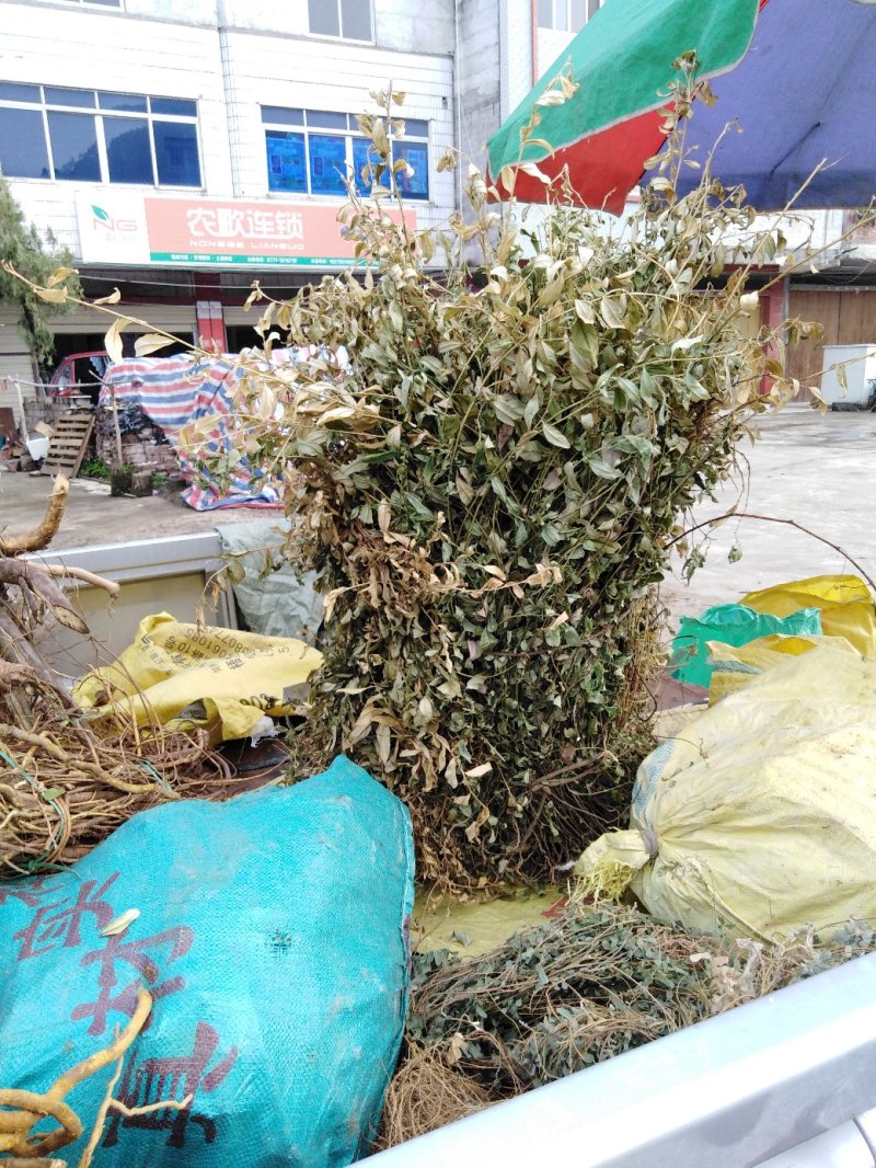 金牛草。金不焕。紫背金牛。塘角鱼草。