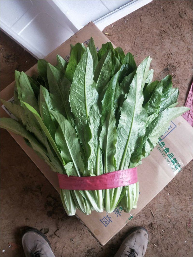 河北油麦菜叶片鲜绿质量有保证常年供应各大市场超市
