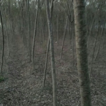 垂柳
