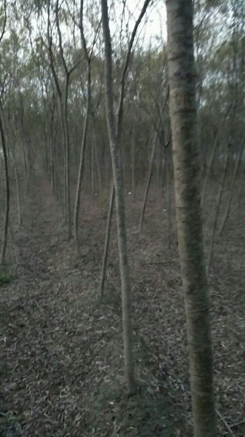 垂柳