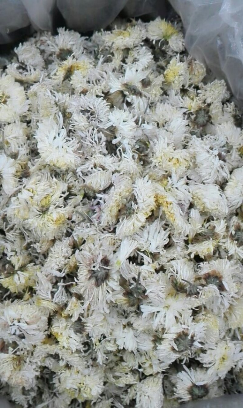 亳菊