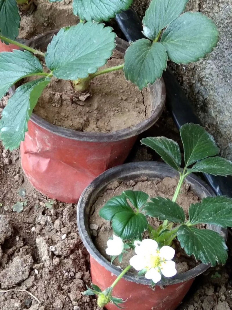 优质甜宝奶莓草莓🍓