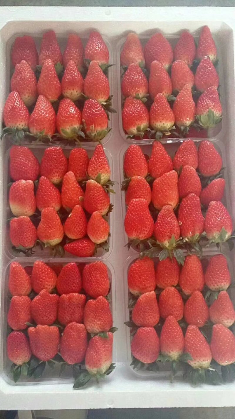 优质甜宝奶莓草莓🍓