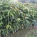 芒果苗芒果直生苗实生苗芒果嫁接粘木广西发货