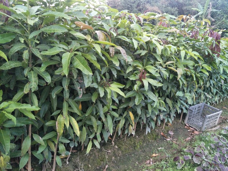 芒果苗芒果直生苗实生苗芒果嫁接粘木广西发货