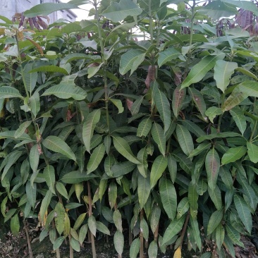 芒果苗芒果直生苗实生苗芒果嫁接粘木广西发货