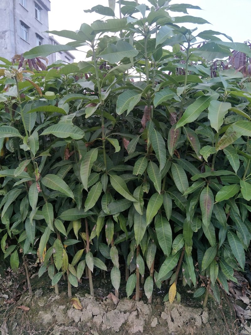 芒果苗芒果直生苗实生苗芒果嫁接粘木广西发货