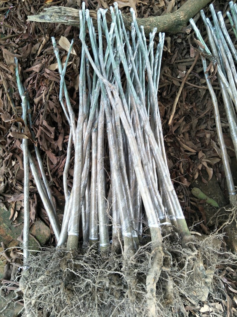 芒果苗芒果直生苗实生苗芒果嫁接粘木广西发货
