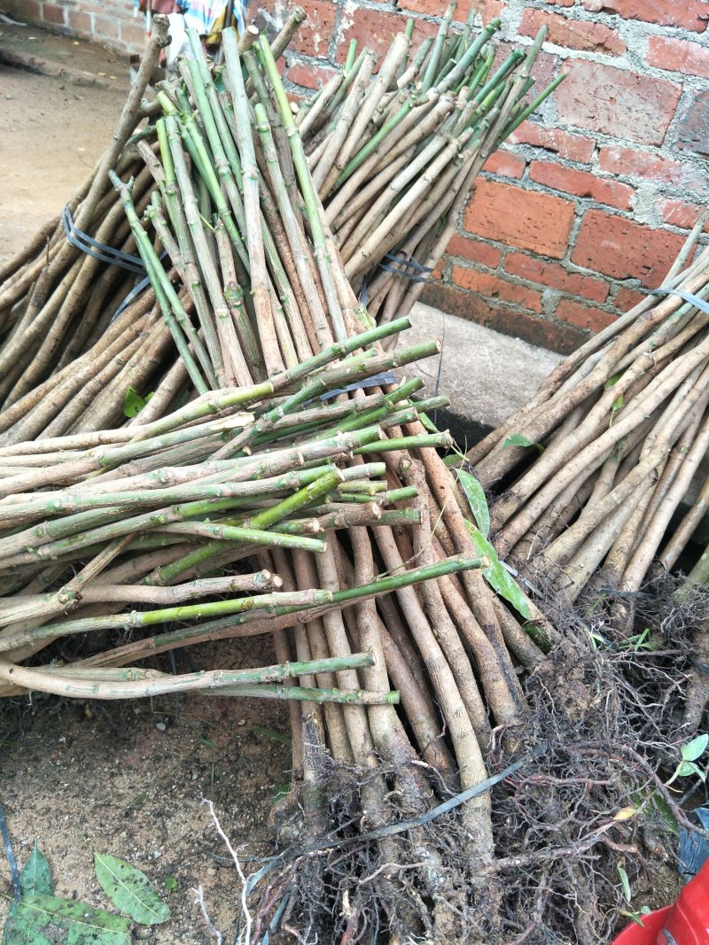 芒果苗芒果直生苗实生苗芒果嫁接粘木广西发货