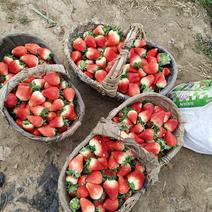 邳州妙香草莓🍓种植基地大量有货可现场欢迎老板