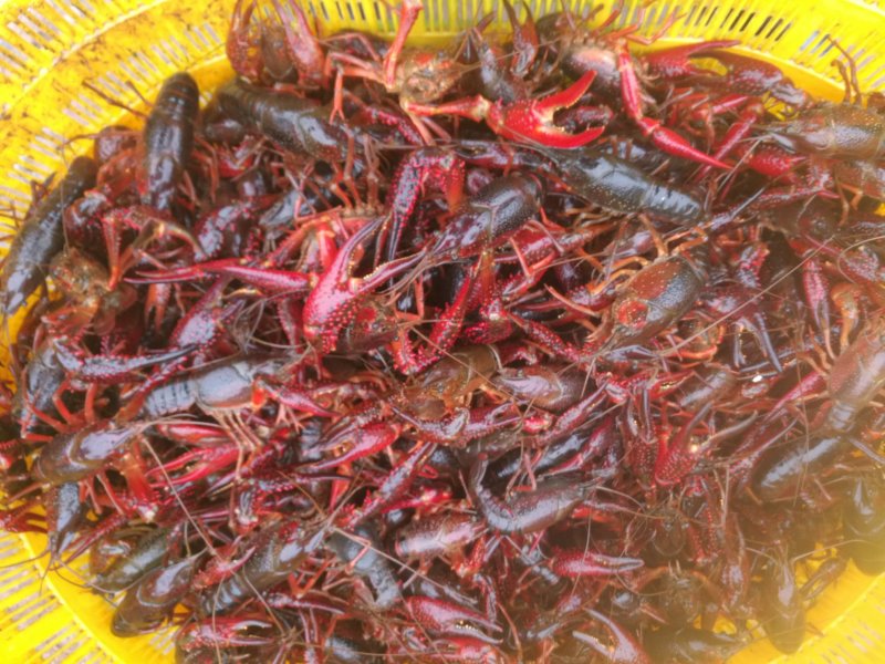 小龙虾456硬规格