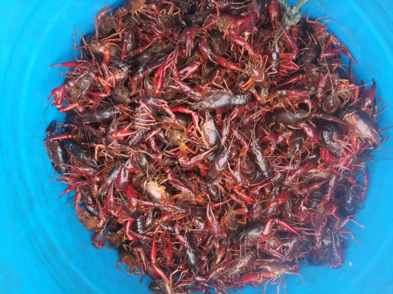 小龙虾456硬规格