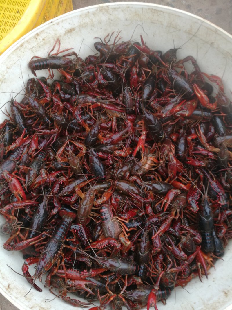 小龙虾6以上带炮头硬规格