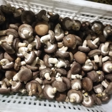 鲜香菇
