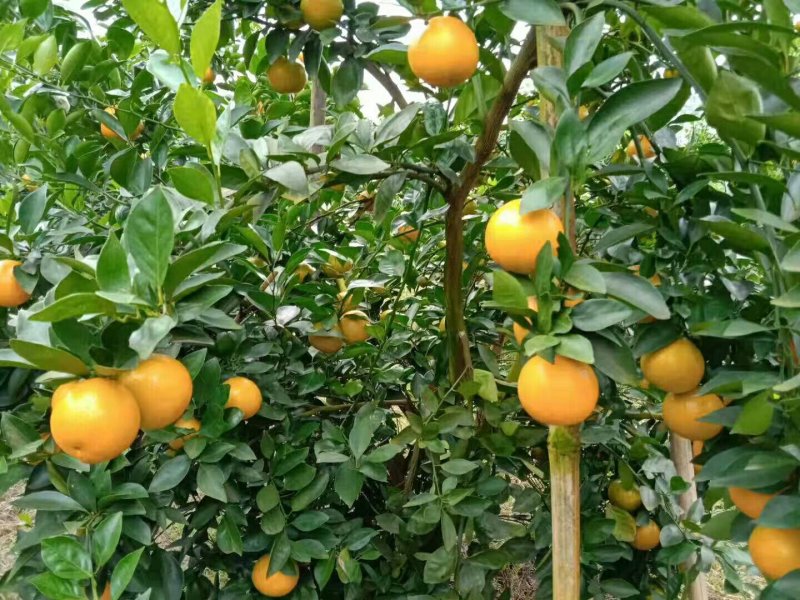 黄帝柑，贡柑