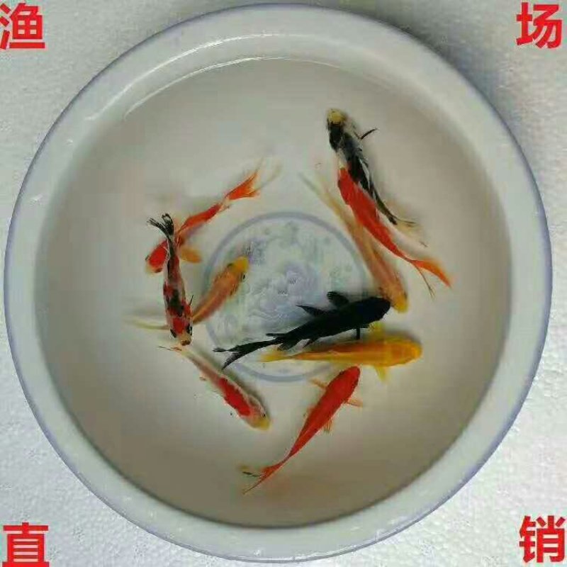 巴沙鱼